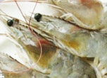 tips tricks how to select fresh shrimp